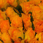 Amsterdam Orange Roses