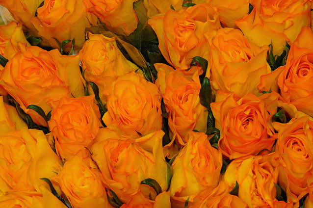 Amsterdam Orange Roses