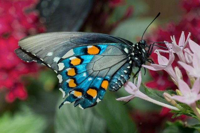 Blue Butterfly