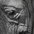 Elephants Eye