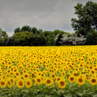 Field of Sunflowers