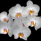 Group of Orchids