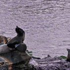 Harbor Seals