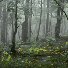 Hobbit Woods