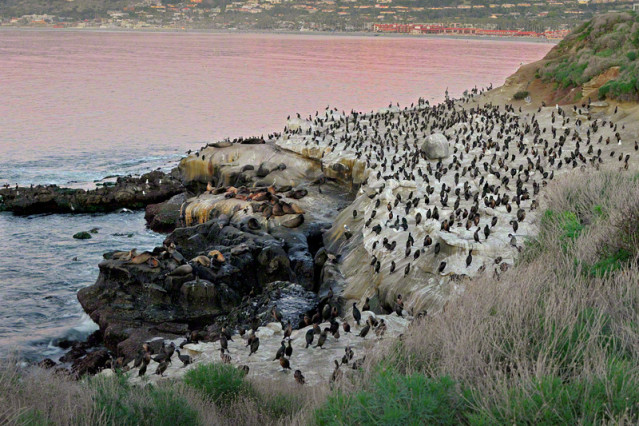 La Jolla Cove