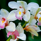 Olbrichs Orchids