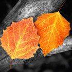 Orange Leaves on Branch