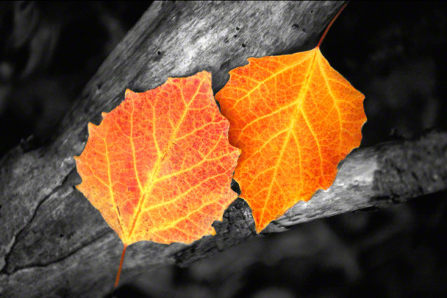 Orange Leaves on Branch