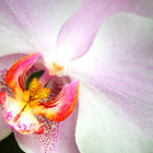 Orchid Close-up