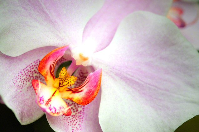 Orchid Close-up