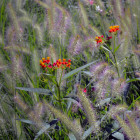 Prairie Grass