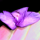 Purple Flower