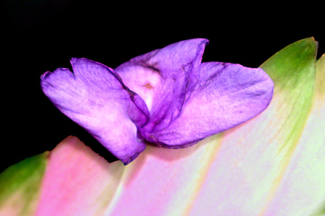 Purple Flower