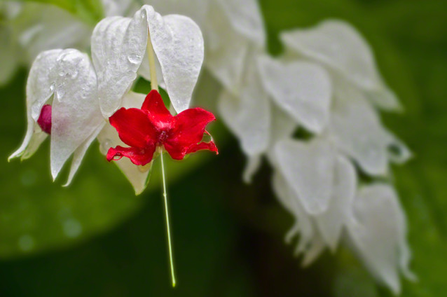 Red Flower