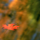 Red Leaf on Water
