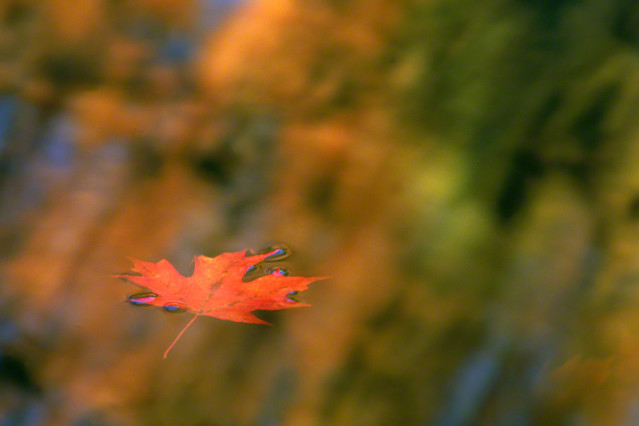 Red Leaf on Water