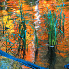 Reeds and Foliage Reflections
