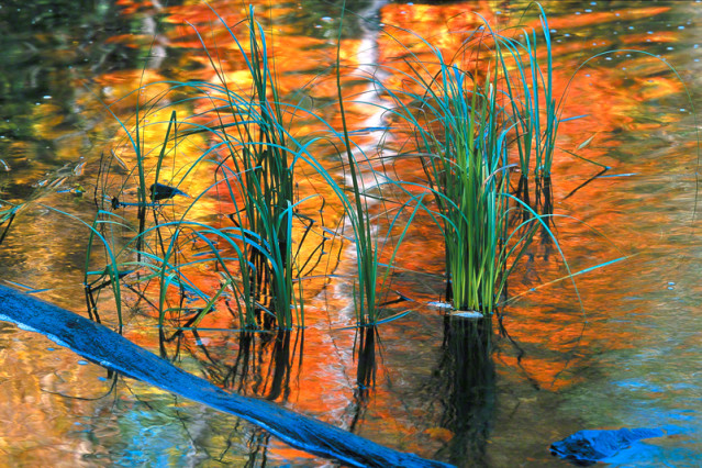 Reeds and Foliage Reflections