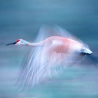 Sand Hill Crane