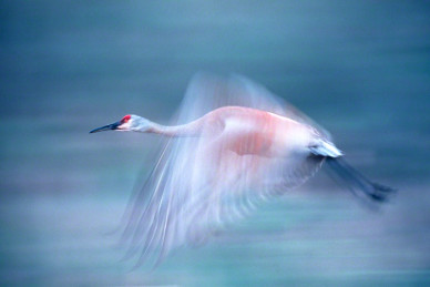 Sand Hill Crane