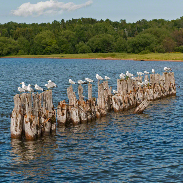 Seagulls