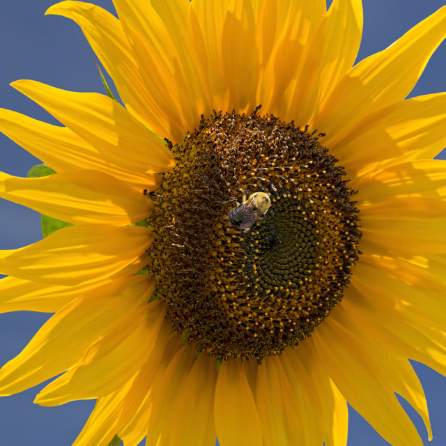 Sunflower and Bee