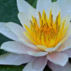 Water Lilly in Rain