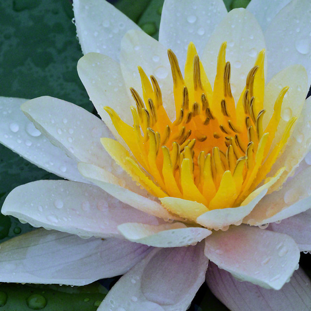 Water Lilly in Rain