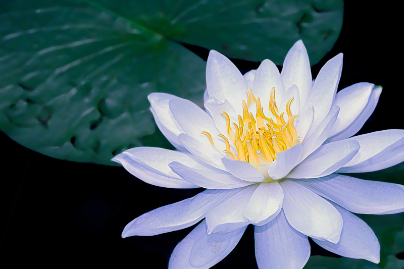 Water Lilly