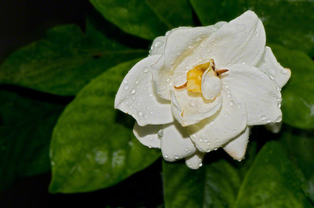 White Flower With Raindrops