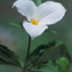 Woodland Trillium