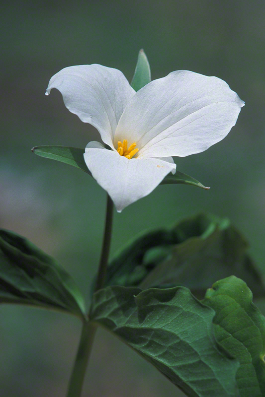 Woodland Trillium