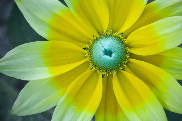 Yellow Flower