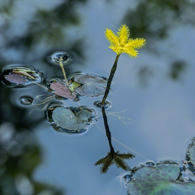 Yellow Lilly Flower