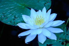 Water-Lilly-Original